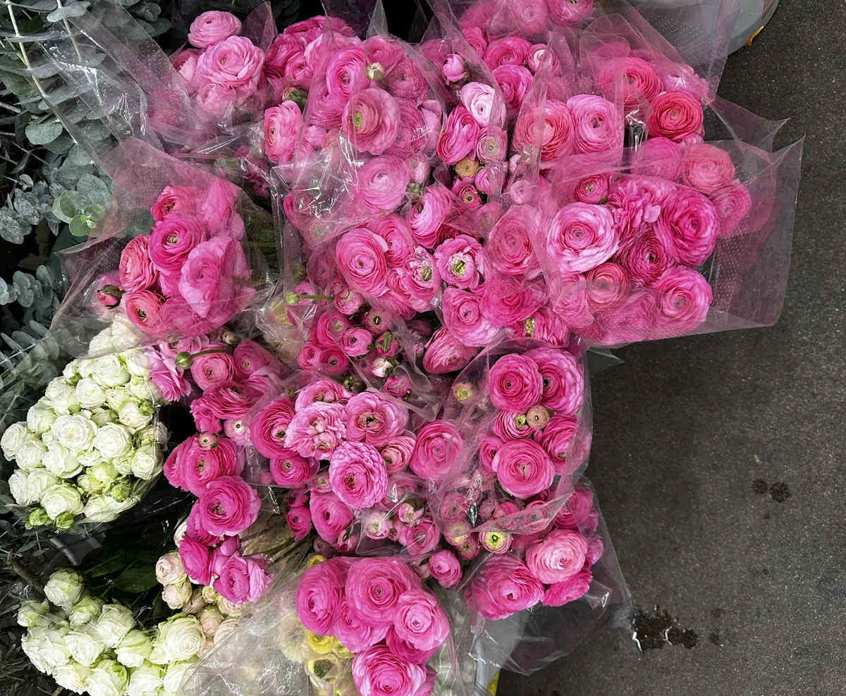 Pink ranunculus bunches